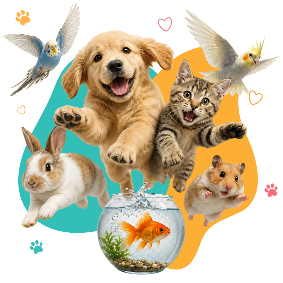 blog diario do pet, dicas e cuidados